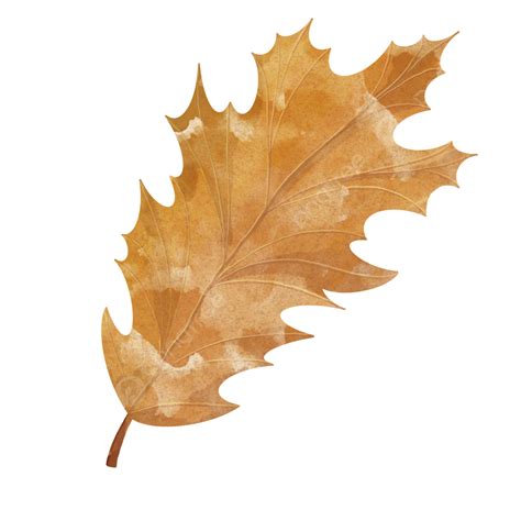 fall oak leaf images|oak leaves transparent.